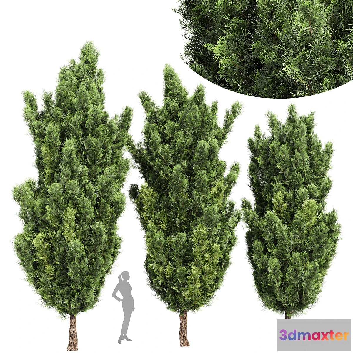 844529 - Italian Cypress High details 3Trees - No.3