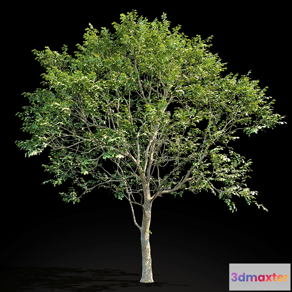 844531 - Elm (Elm) 8 m - No.3