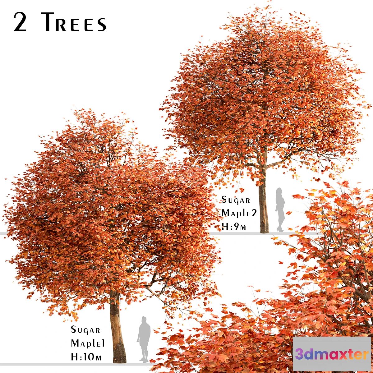 844533 - Set of Sugar Maple Trees (Acer Saccharum) (2 Trees) - No.3