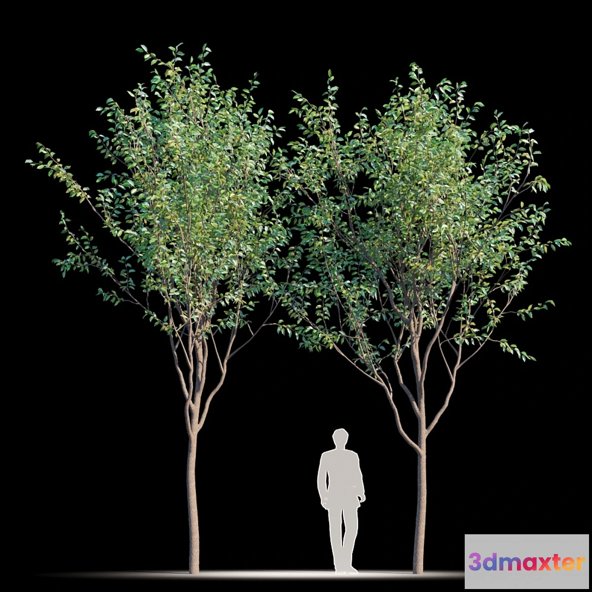 844537 - Street tree v2