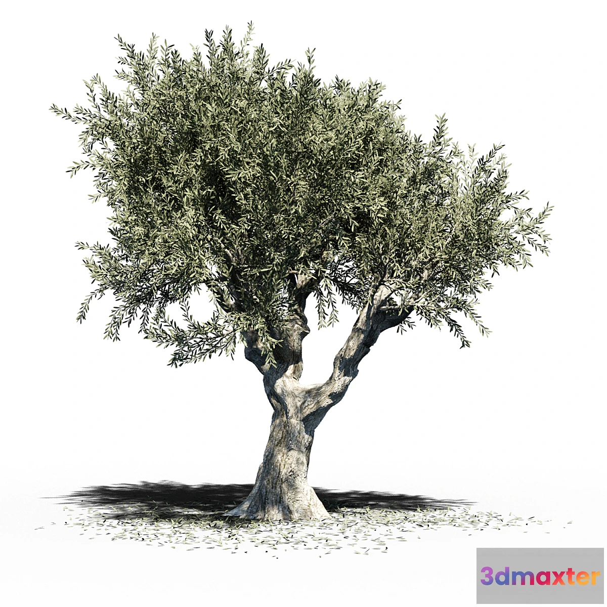844545 - Olive Tree (Europa Olea) v2 - No.3