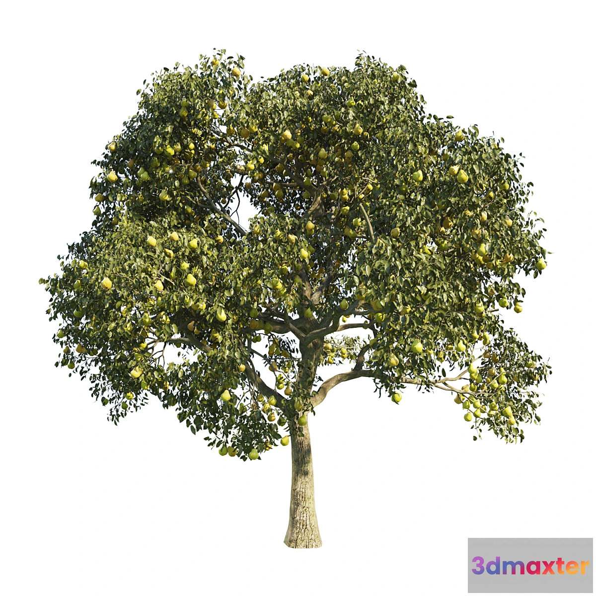 844557 - pear tree 1