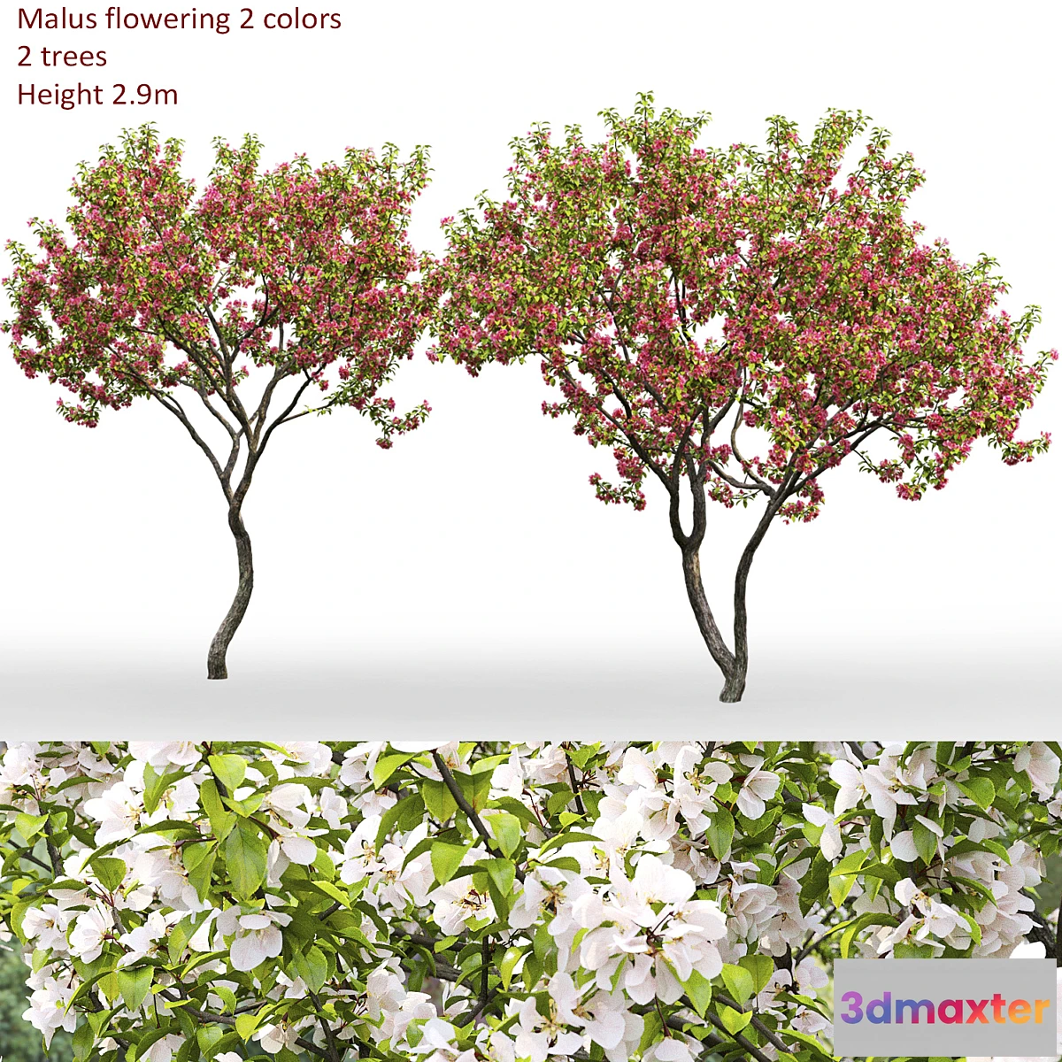 844559 - Malus flowering # 7 - No.3