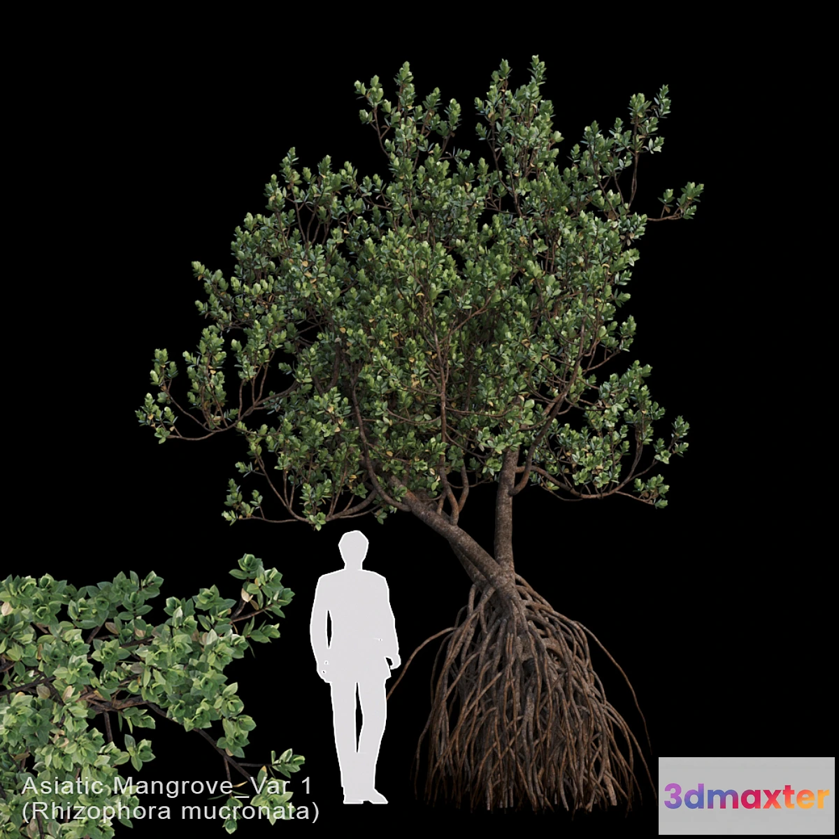 844577 - Rhizophora mucronata Var1