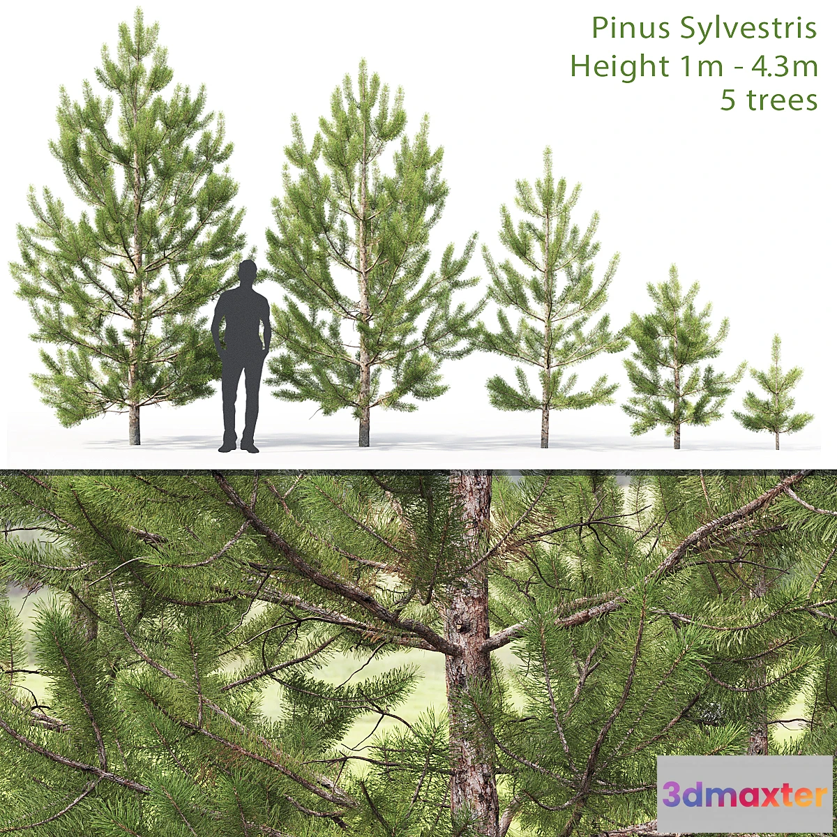 844581 - Pinus sylvestris young # 2 (1-4.3m)
