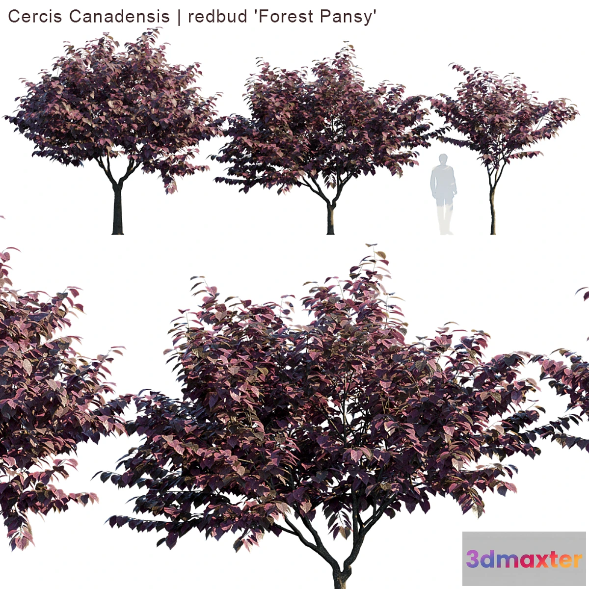 844585 - Cercis Canadensis  redbud “Forest Pansy” - No.3