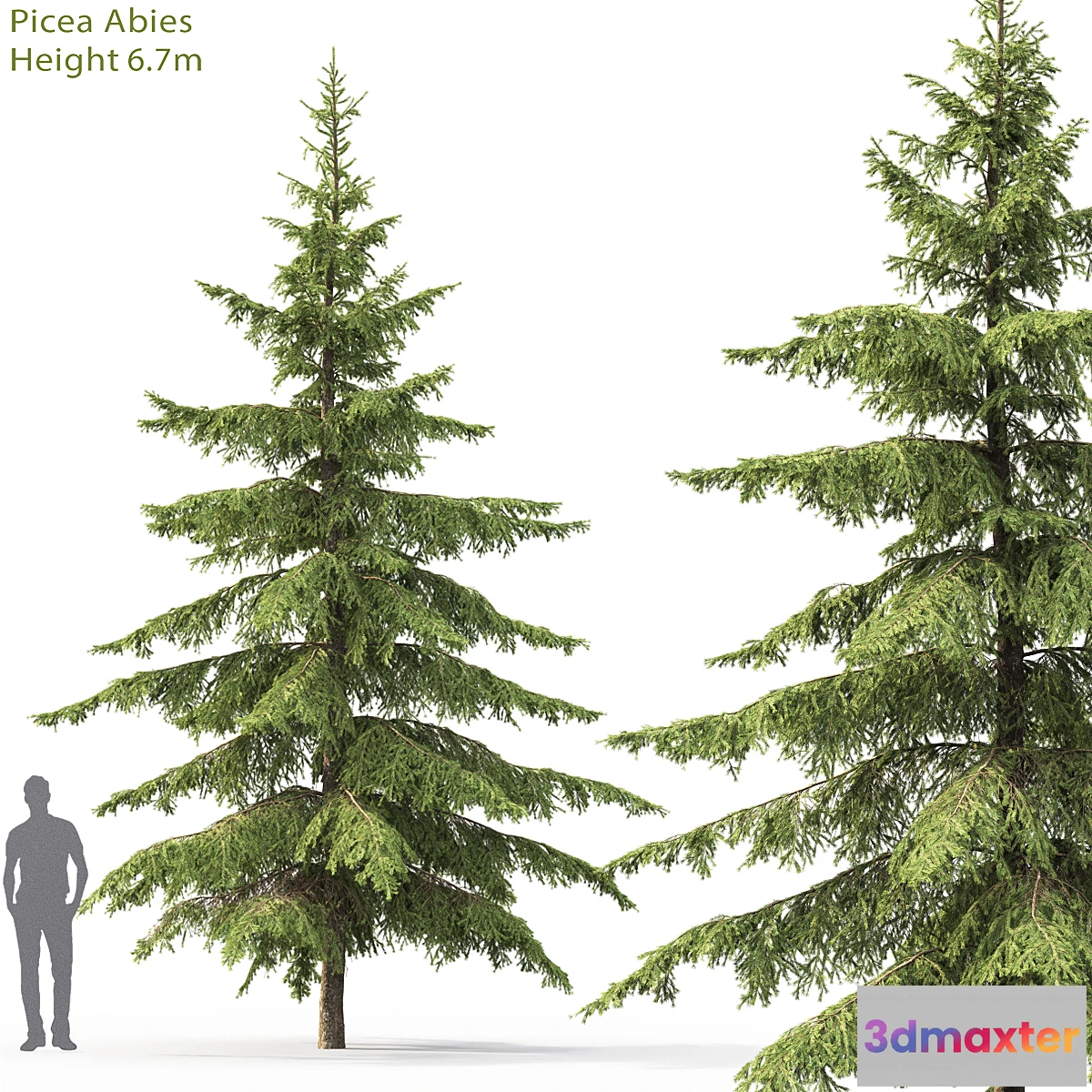 844587 - Spruce - No.24