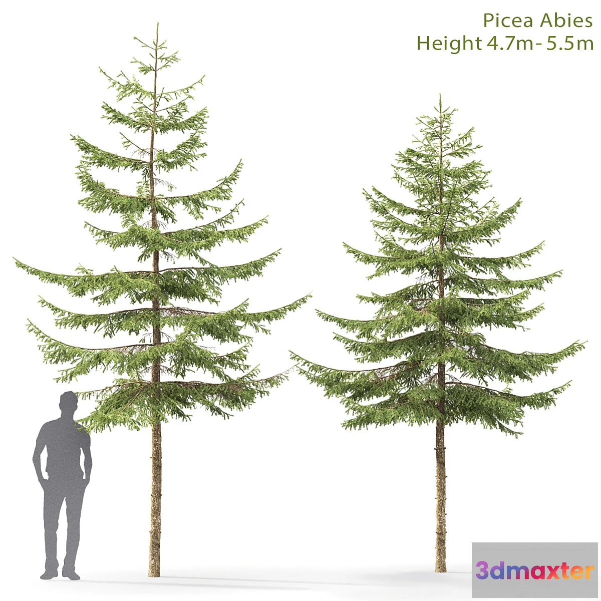 844589 - Spruce - No.25