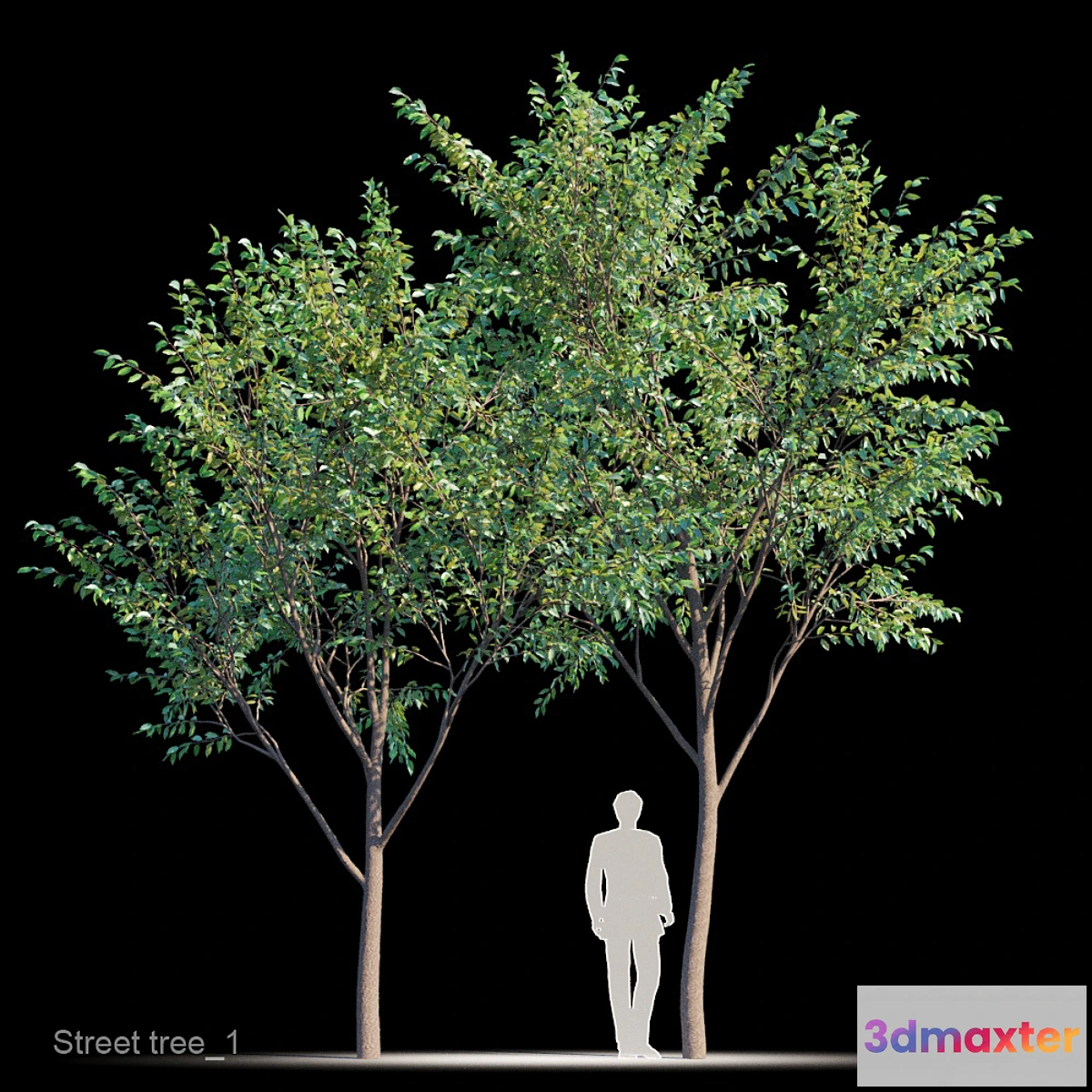 844591 - Street tree v1