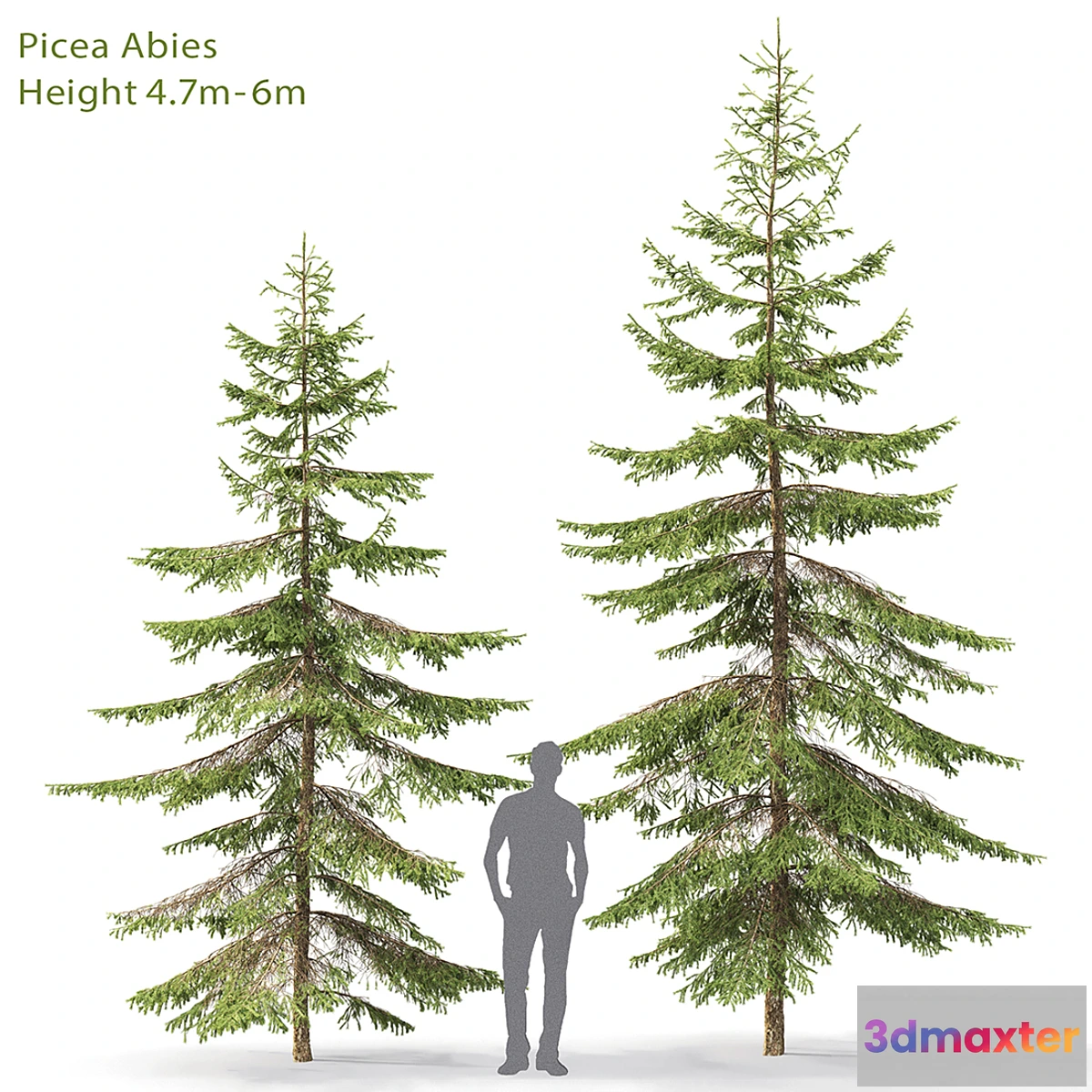 844595 - Spruce - No.27