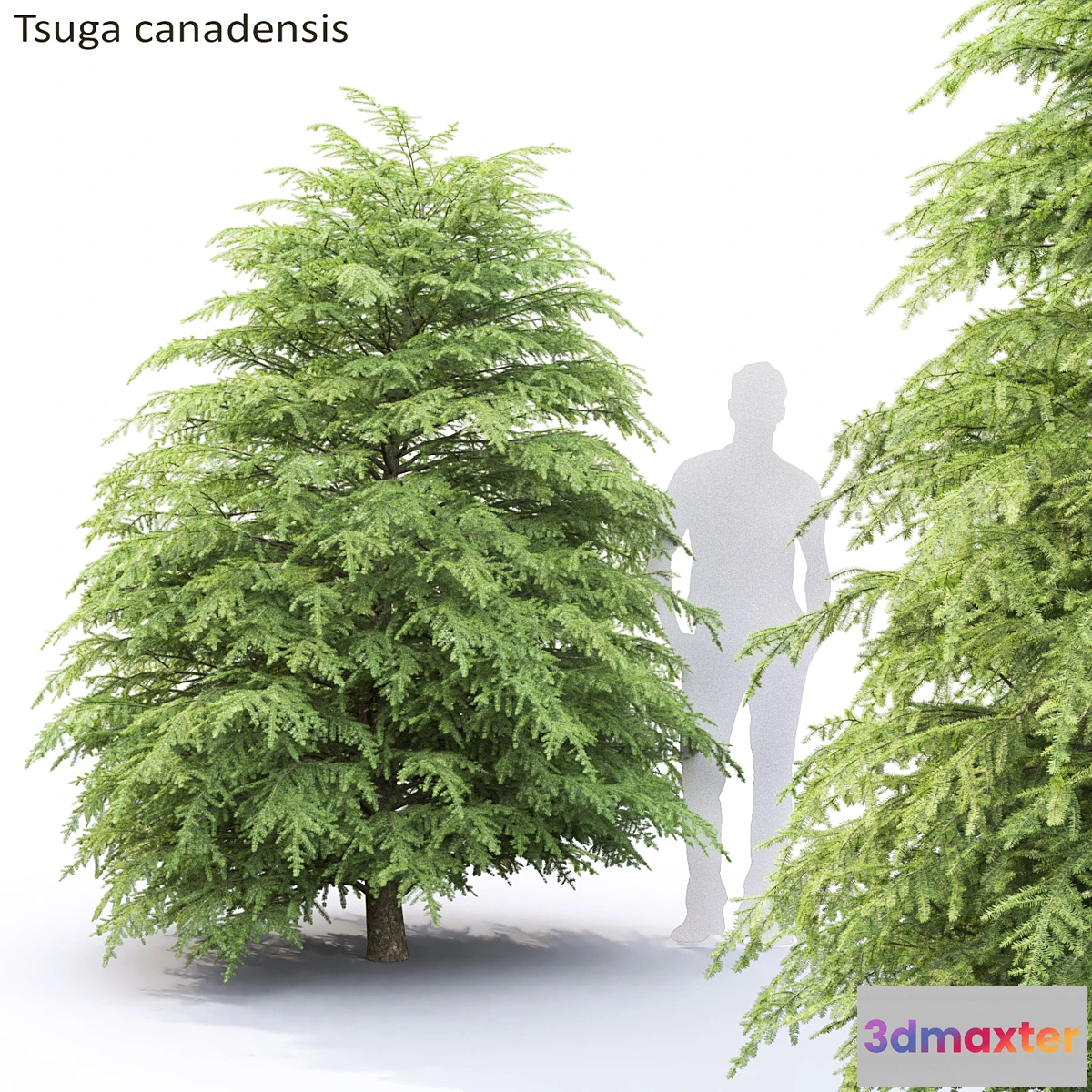 844599 - Tsuga Canadian  Tsuga canadensis # 1 - No.3