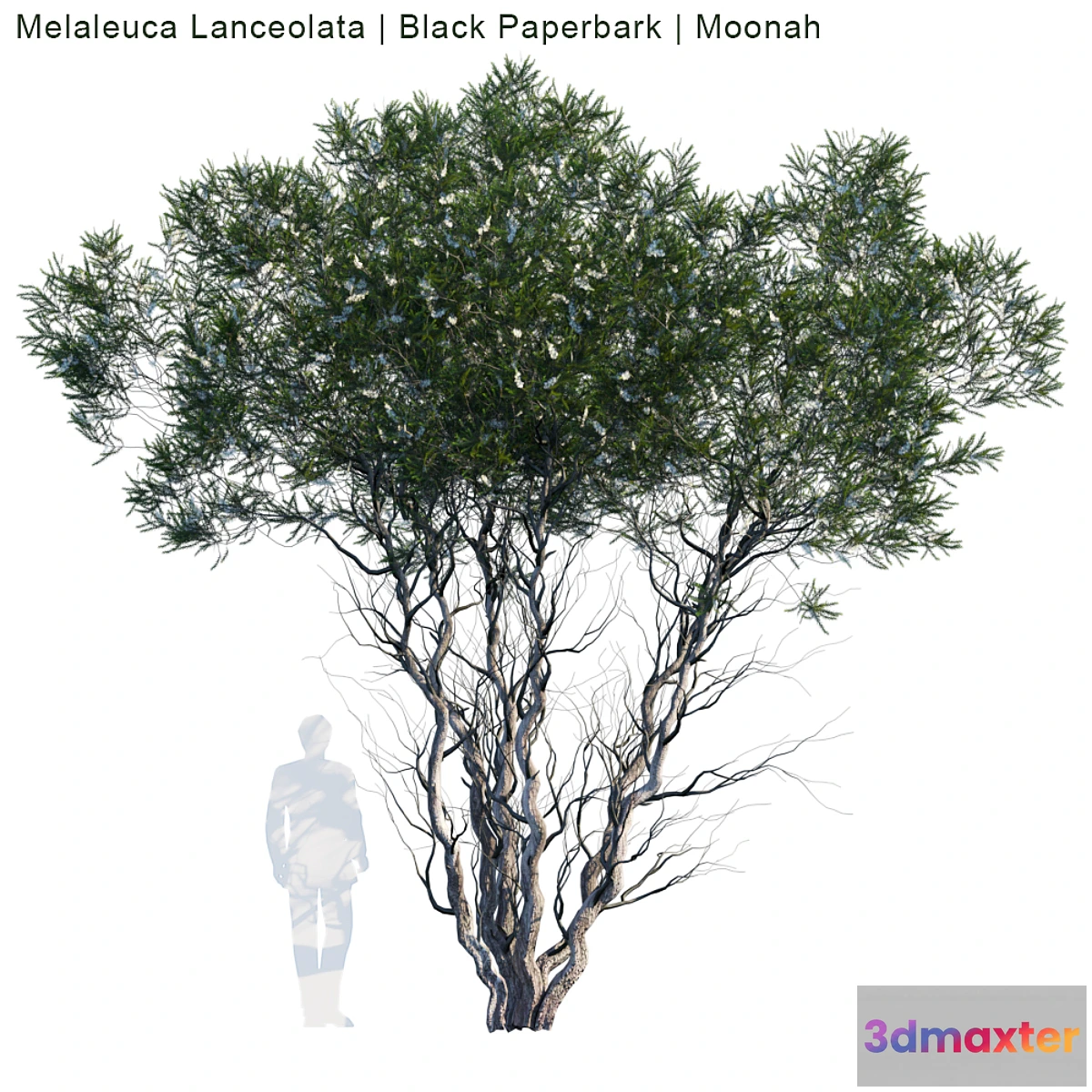 844607 - Melaleuca Lanceolata  Black Paperbark  Moonah # 1 - No.3