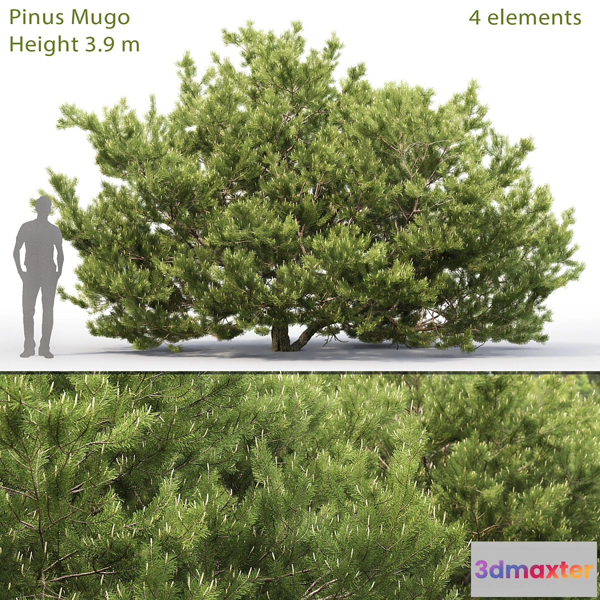 844613 - Pine - No.79