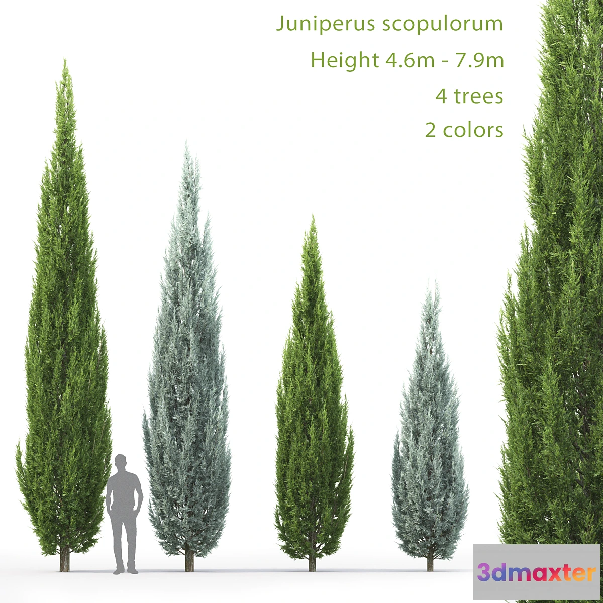 844619 - Juniperus - No.8