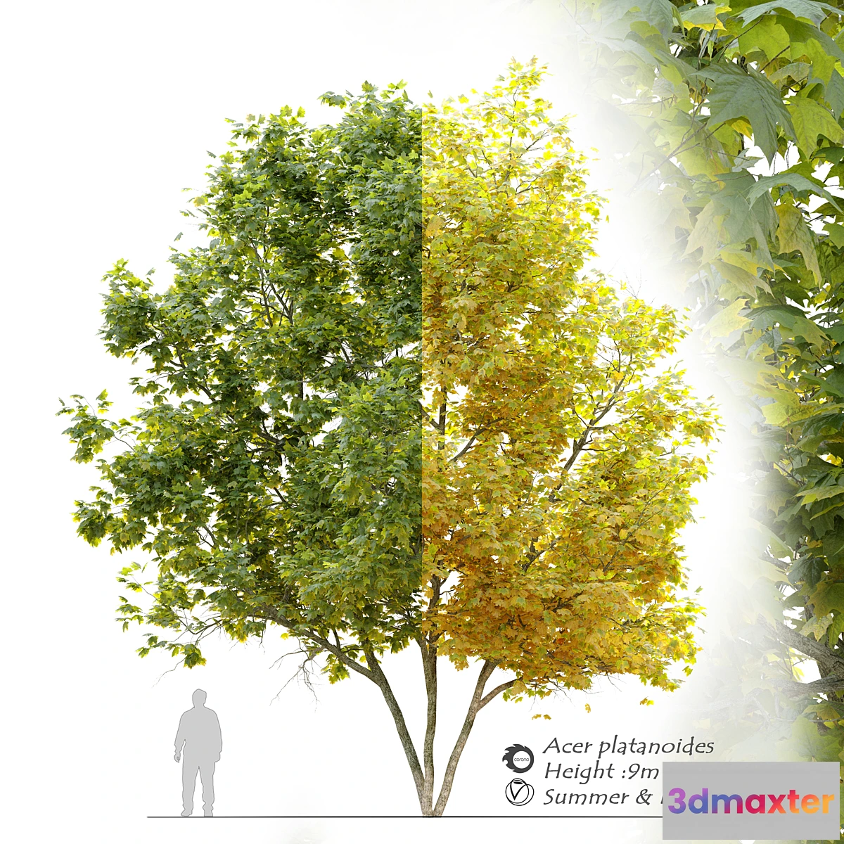 844625 - Acer platanoides (Norway maple) - No.3