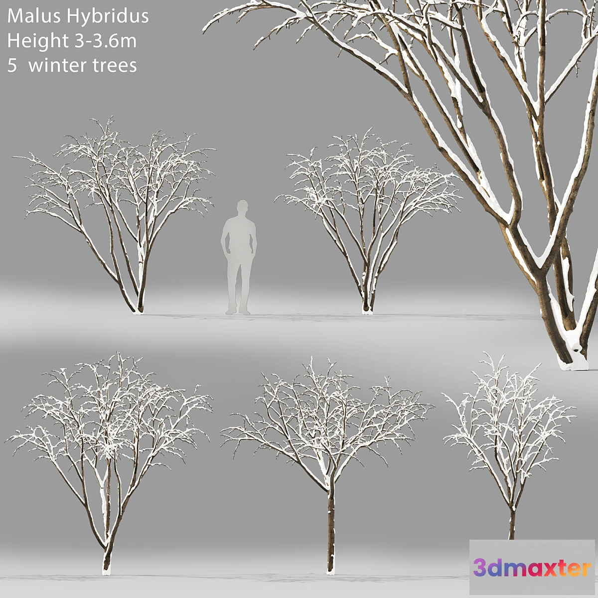844647 - Winter apple tree  Malus Hybridus winter # 1 - No.3