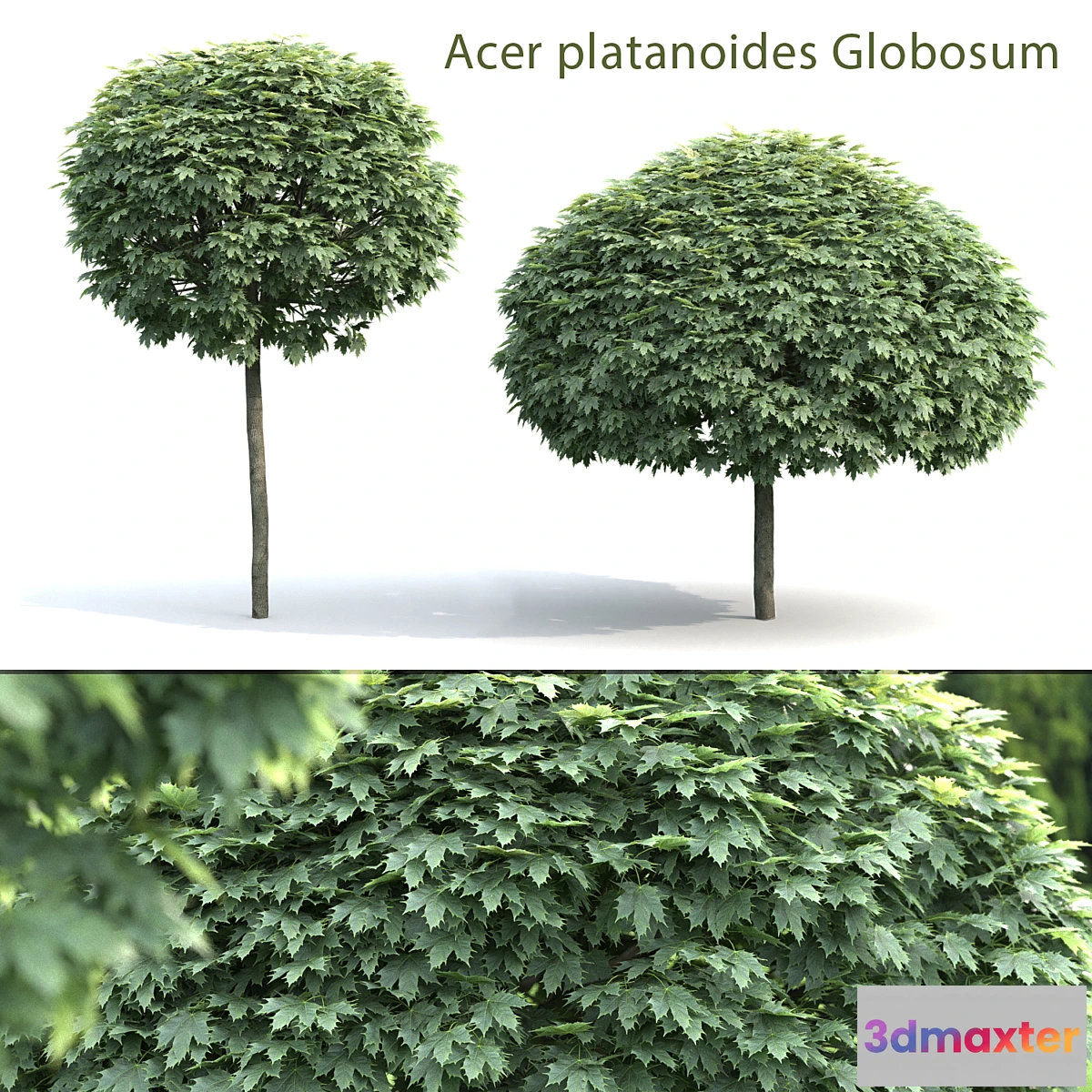 844649 - Maple Globozum