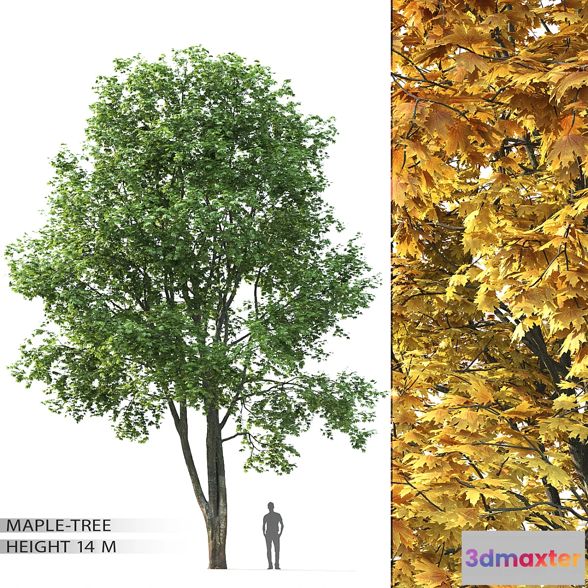 844651 - Maple - No.16