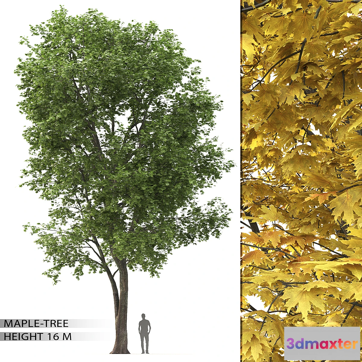 844653 - Maple - No.17