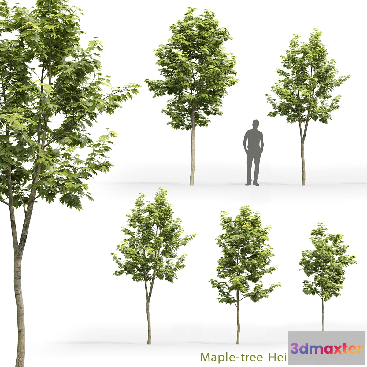 844671 - Maple - No.18