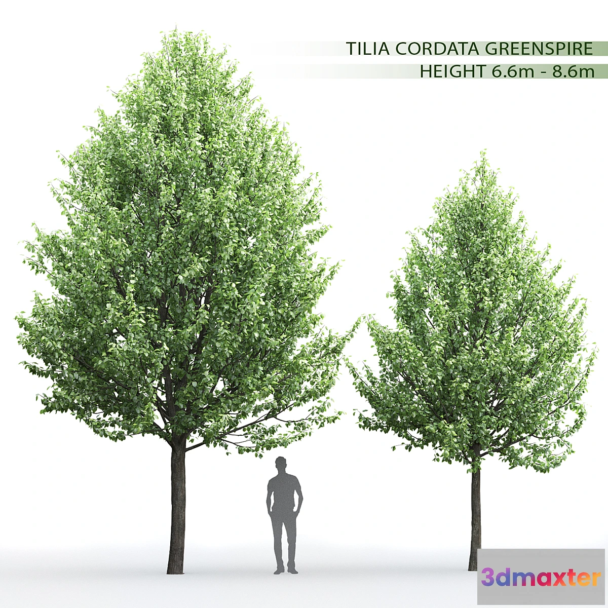 844679 - Tilia - No.4