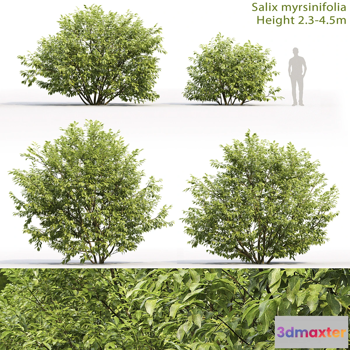 844683 - Willow - No.11