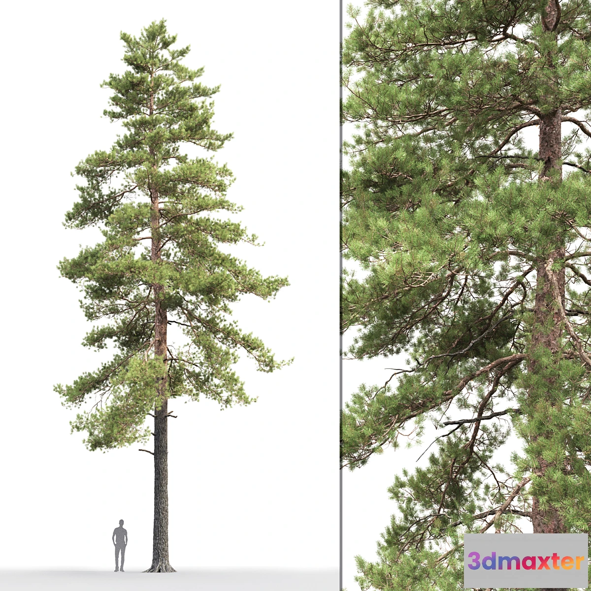 844685 - Pine - No.86