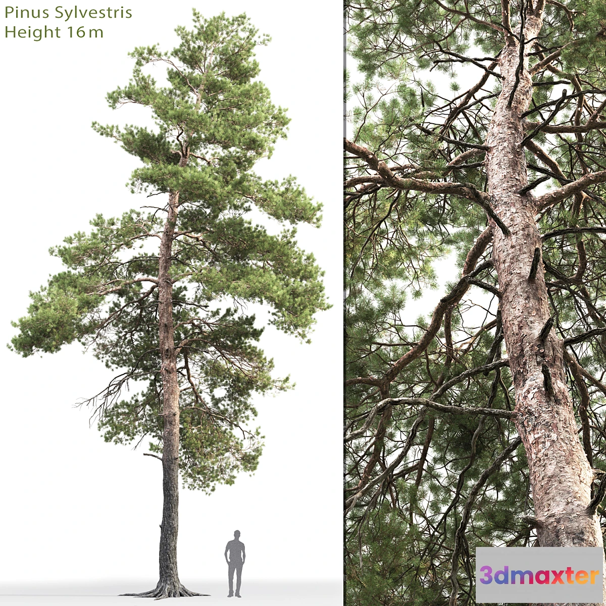 844691 - Pine - No.88