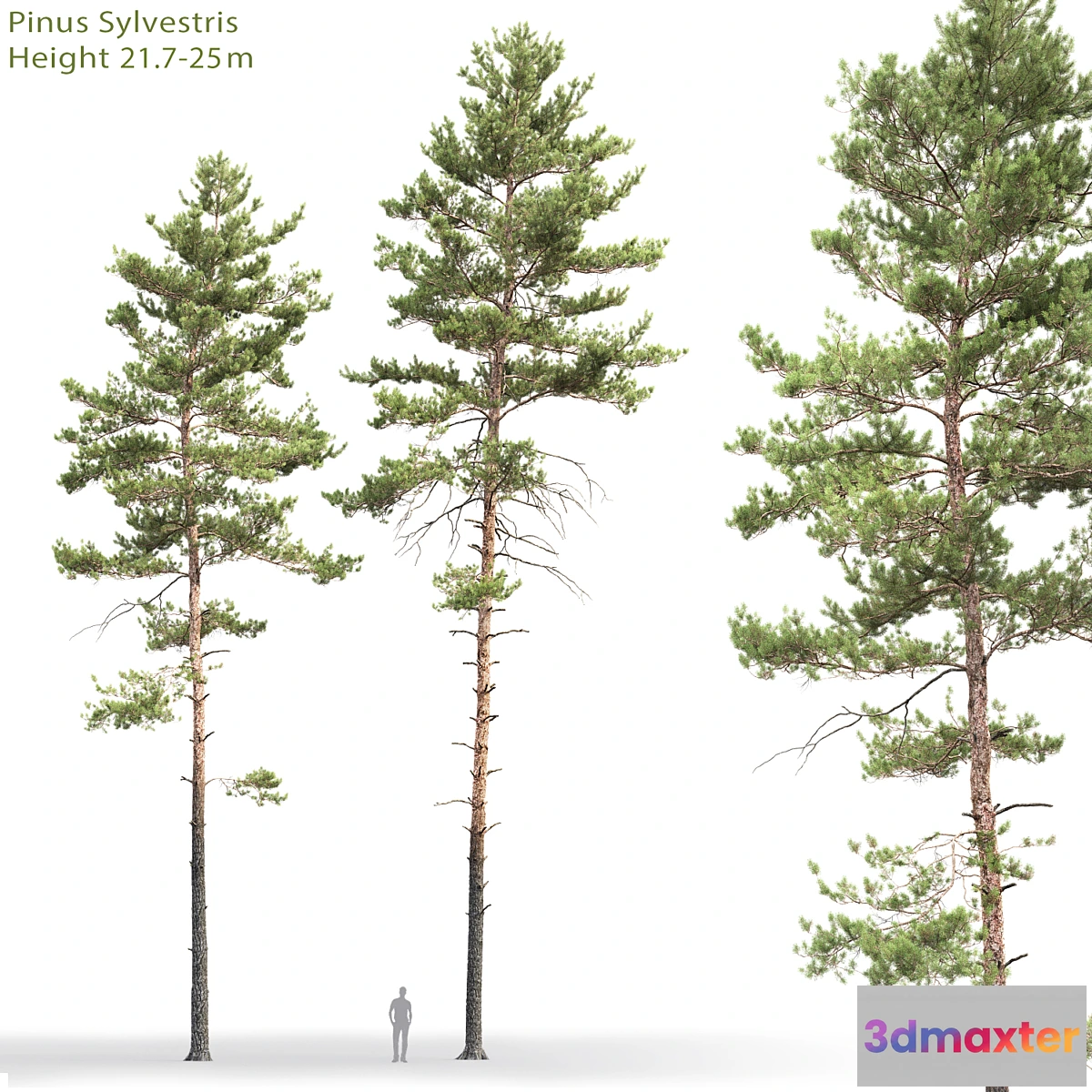 844699 - Pine - No.89