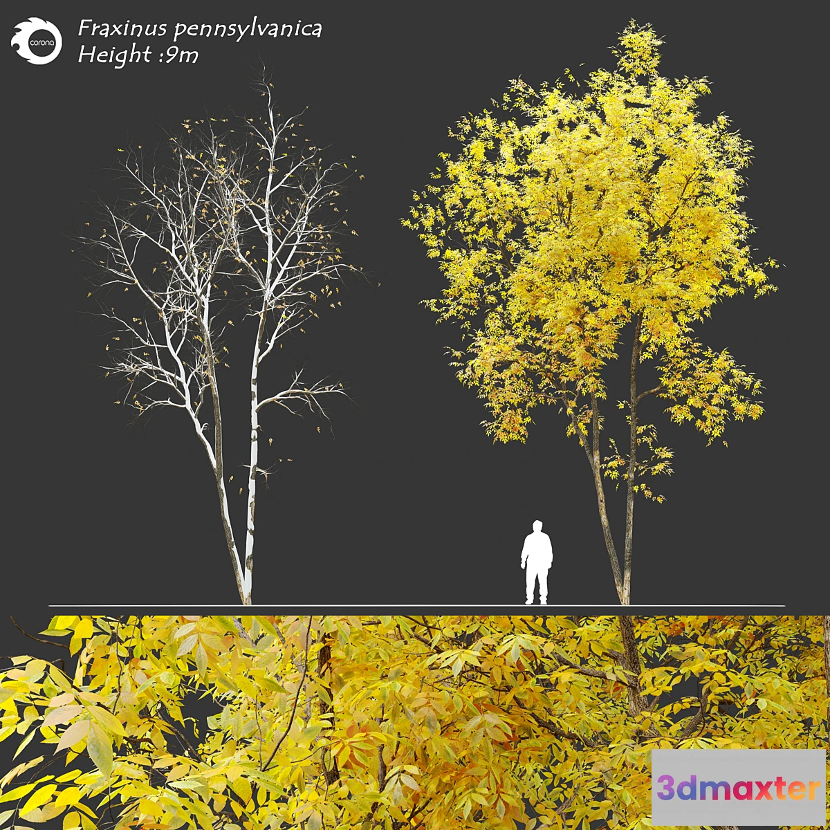 844701 - Fraxinus pennsylvanica (Ash tree) - No.3