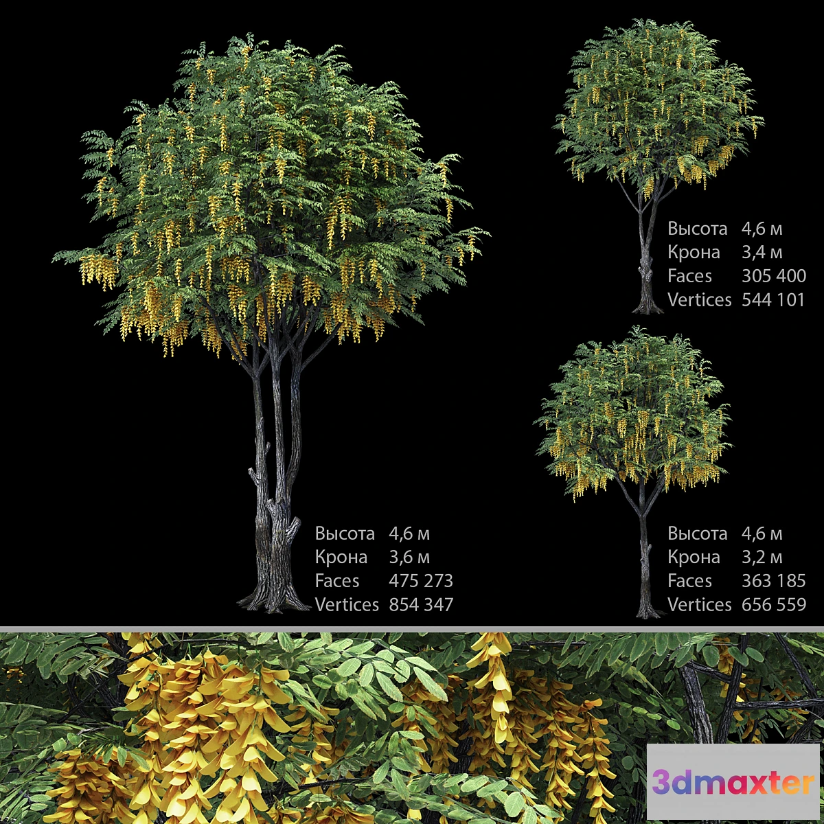 844703 - Caragana (yellow acacia)