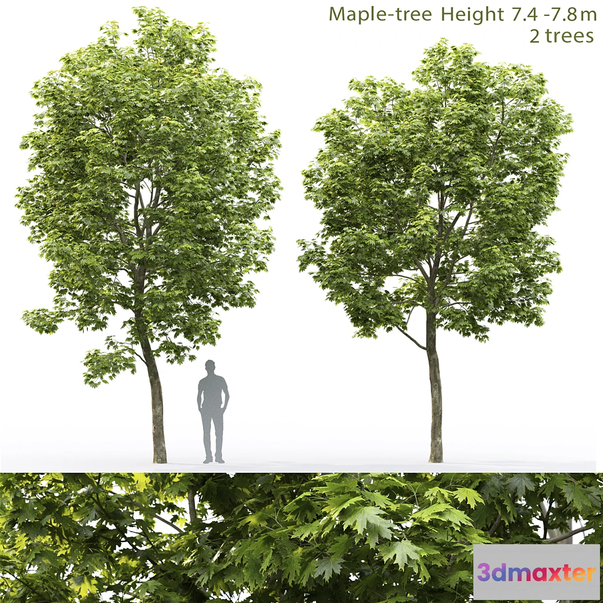 844711 - Maple - No.19