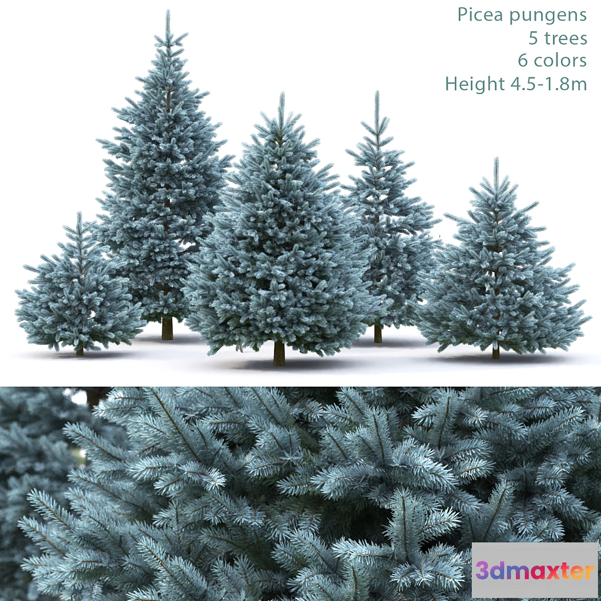 844713 - Spruce - No.29