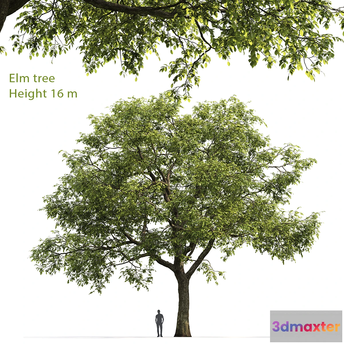 844717 - Ulmus - No.3