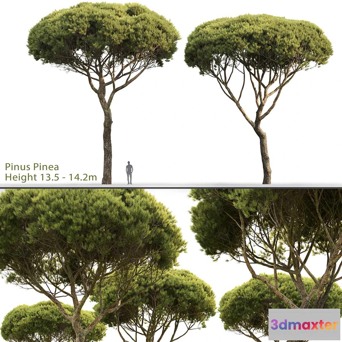 844731 - Pine - No.91