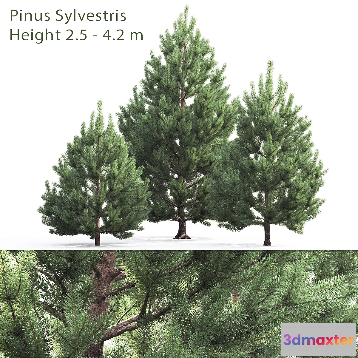 844743 - Pine - No.92