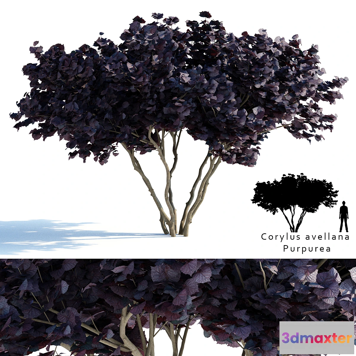844745 - Common hazel  Corylus avellana Purpurea