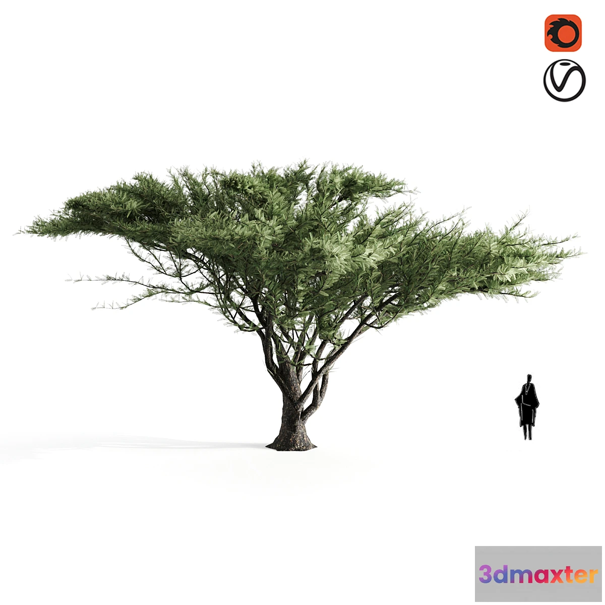 844747 - Acacia tortilis - No.3