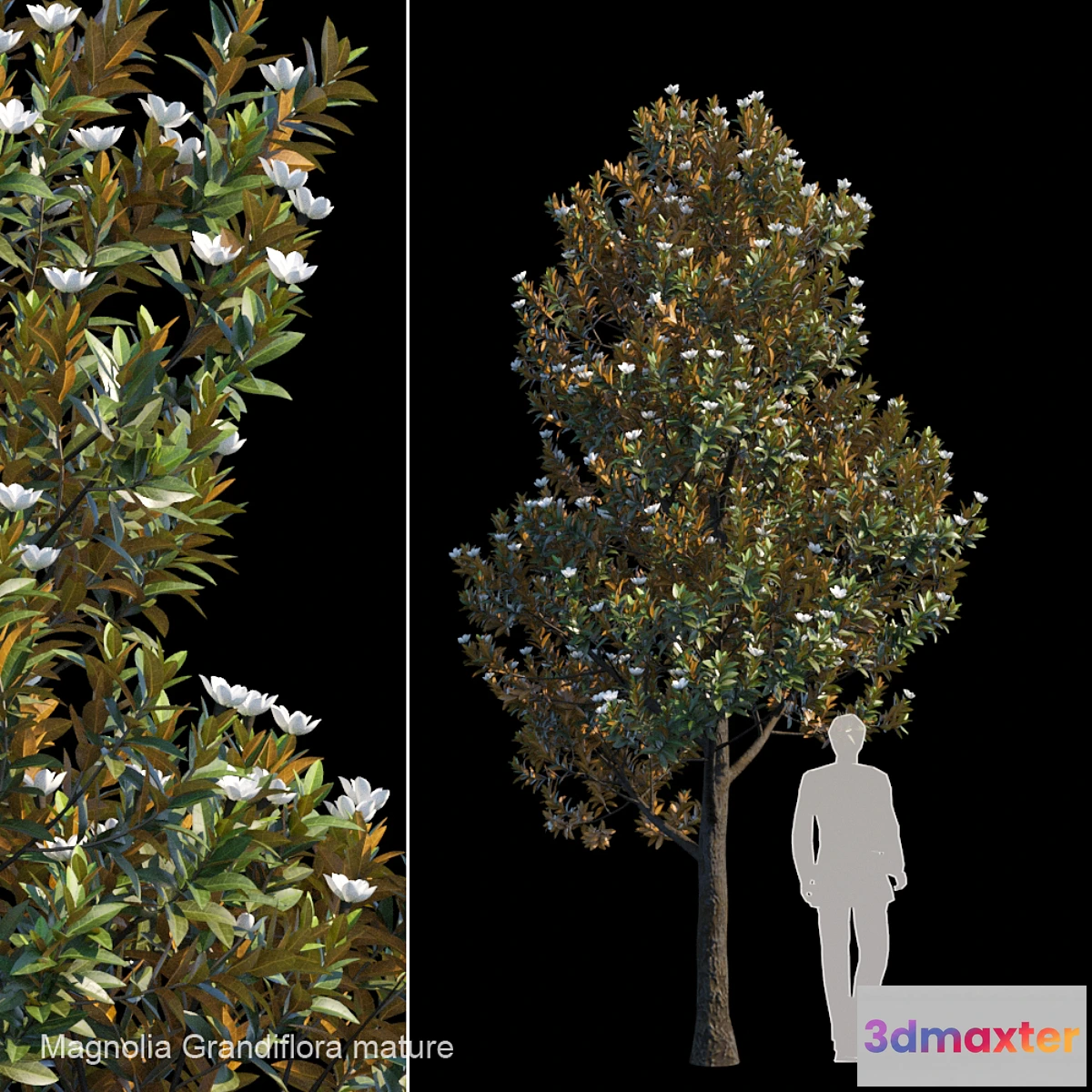 844757 - Magnolia Grandiflora mature