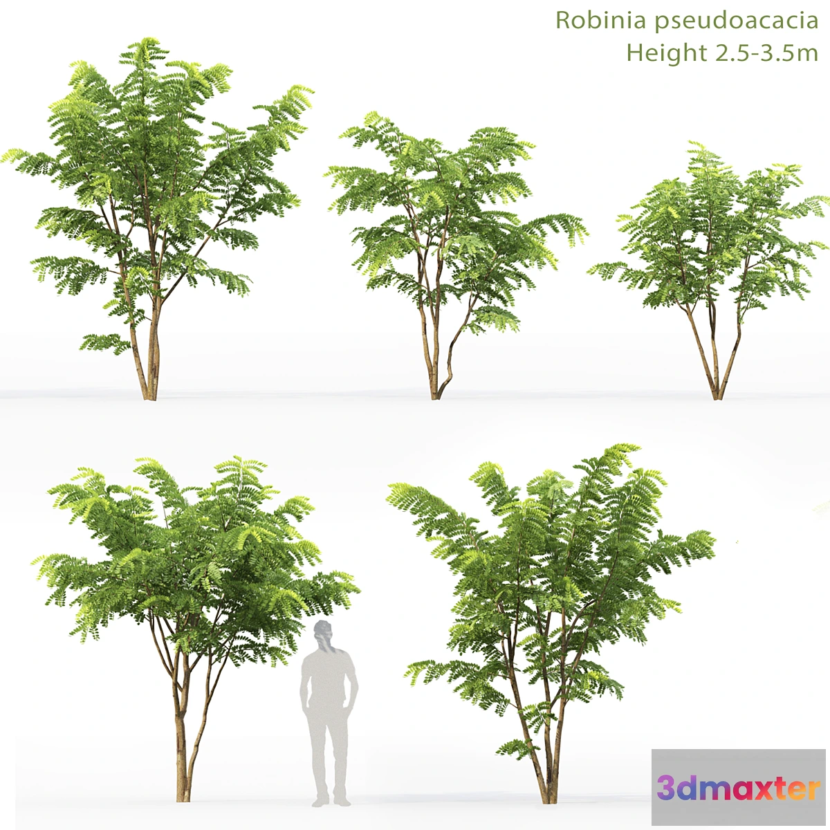 844759 - Robinia Pceudoacacia - No.3