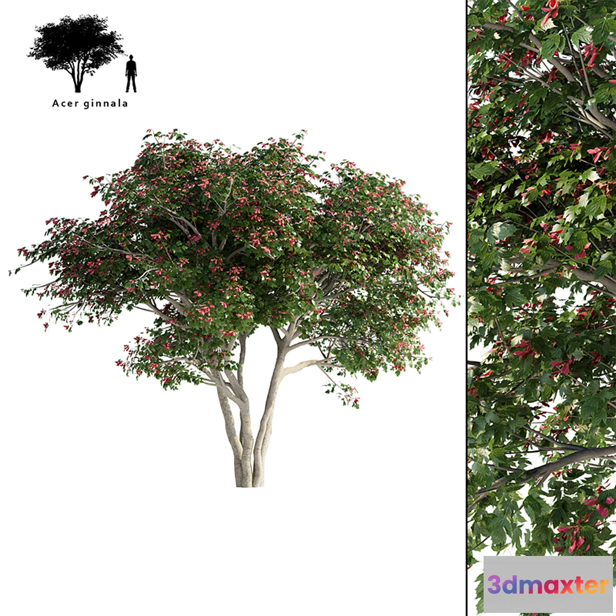 844765 - Maple Ginnala tapeworm  Acer tataricum ssp. ginnala