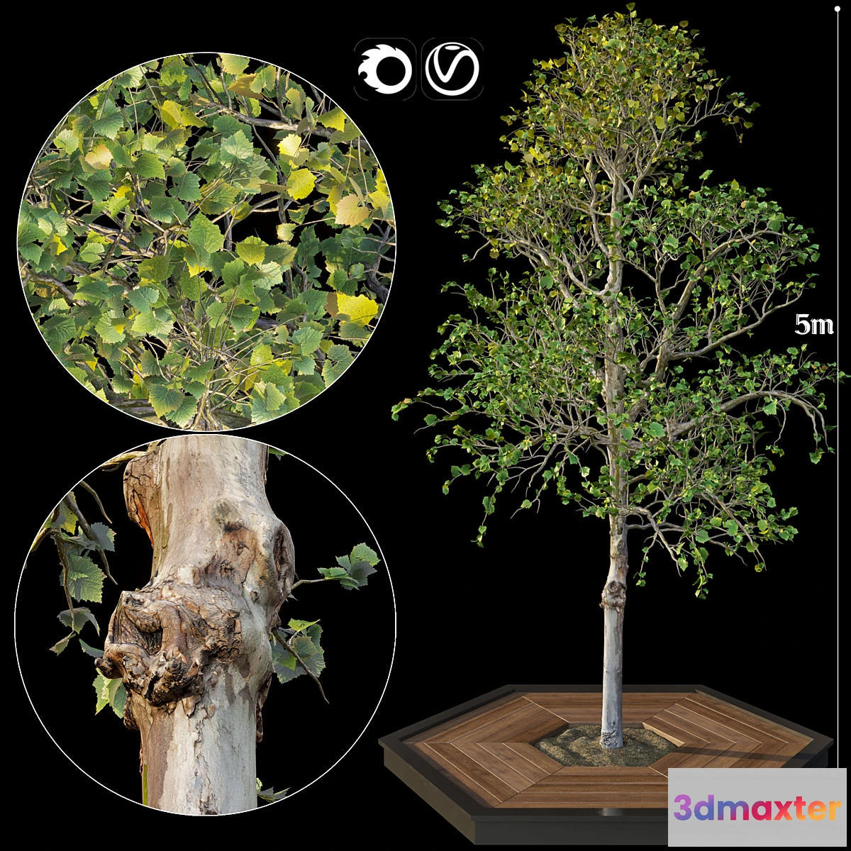 844773 - Tree - No.3