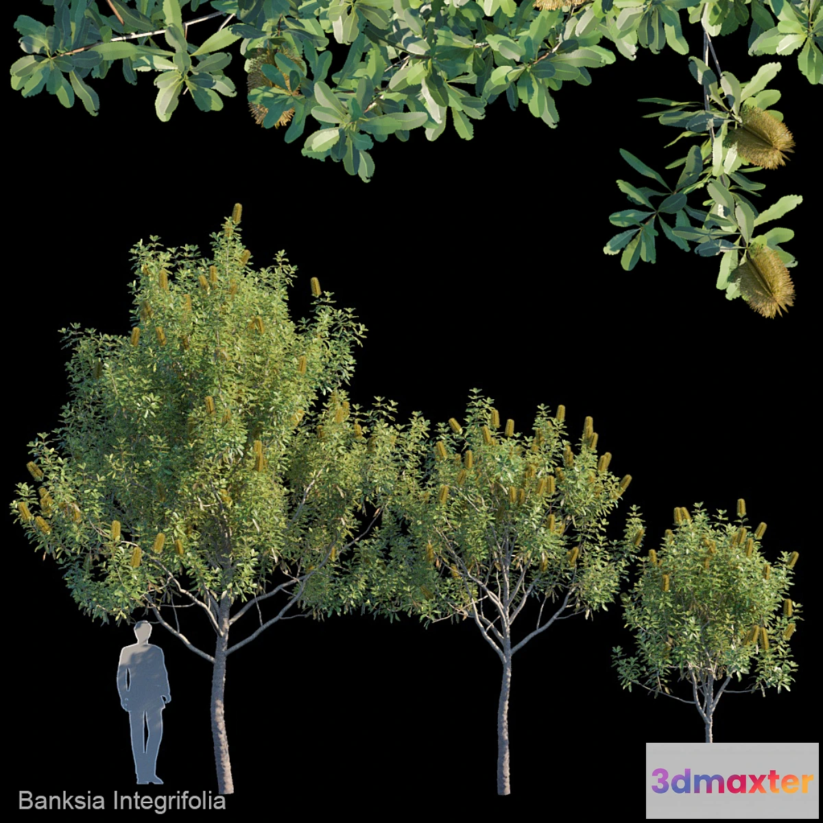 844775 - Banksia Integrifolia