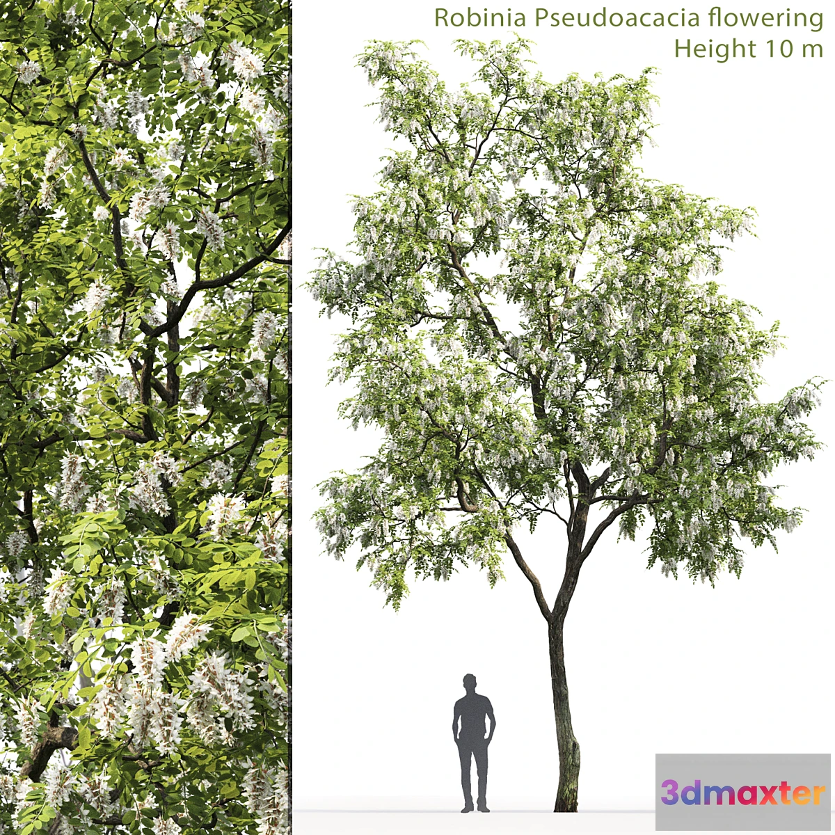 844783 - Robinia - No.5