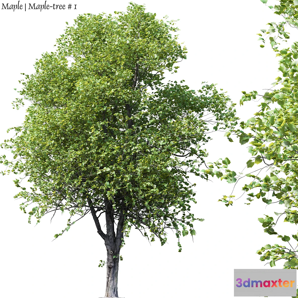 844789 - Maple  Maple-tree # 1 - No.3