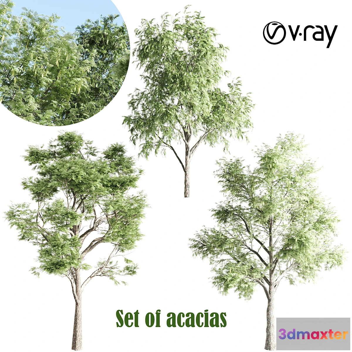 844791 - set of acacias-vray - No.3