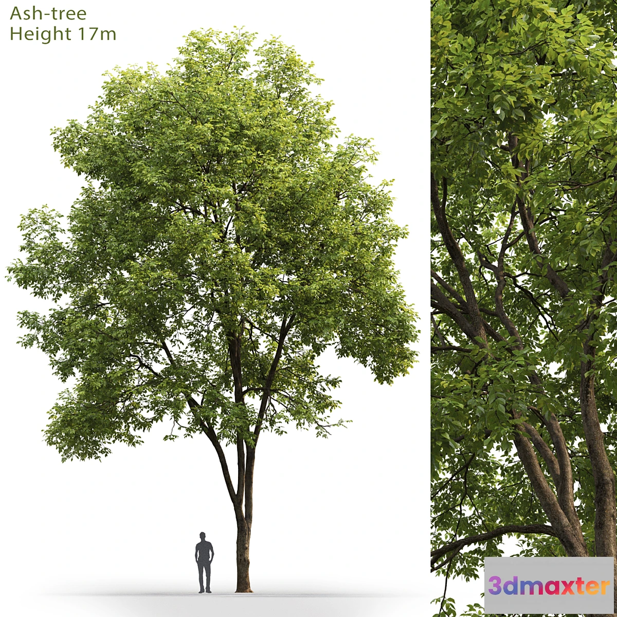 844805 - Ash - No.25