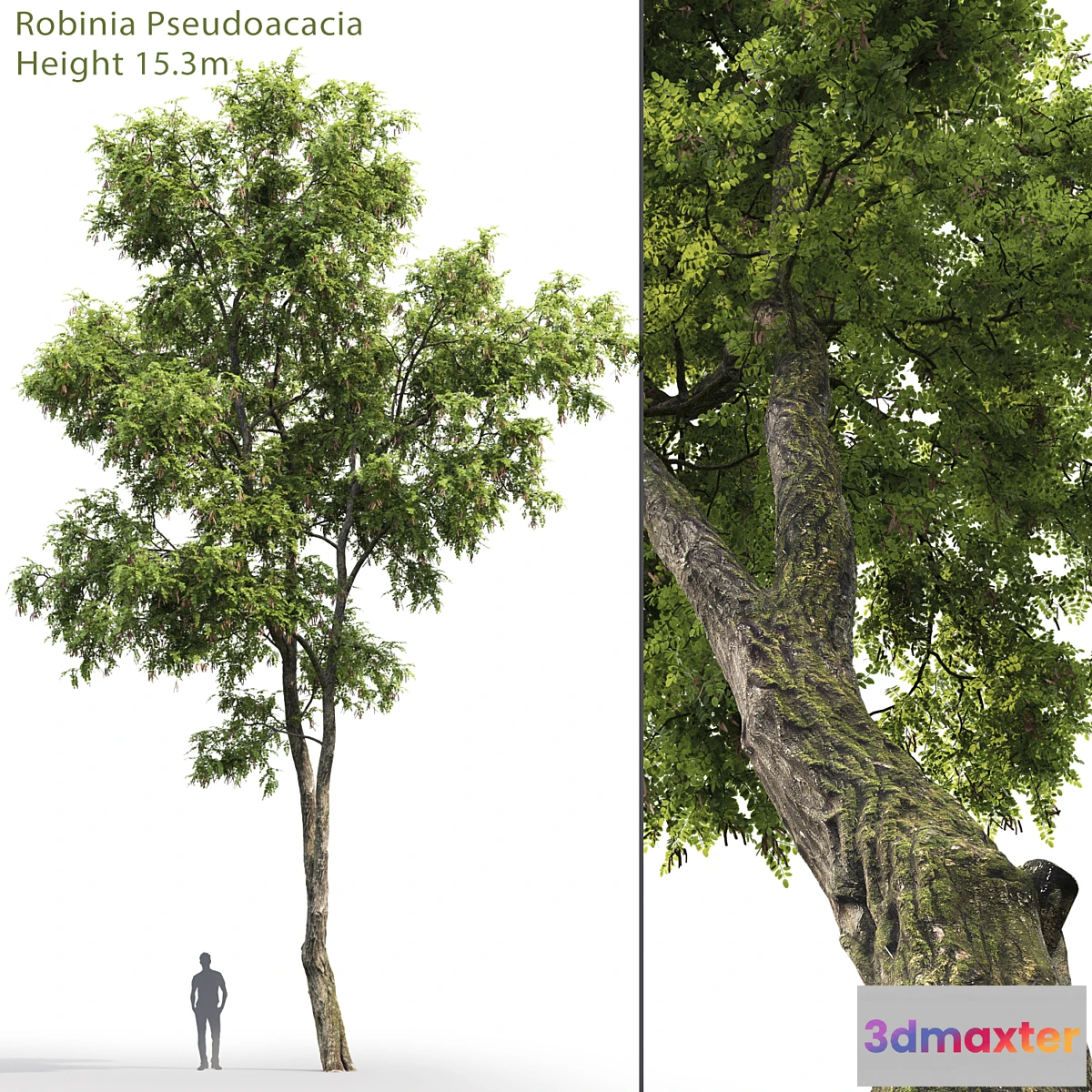 844807 - Robinia Pseudoacacia - No.3