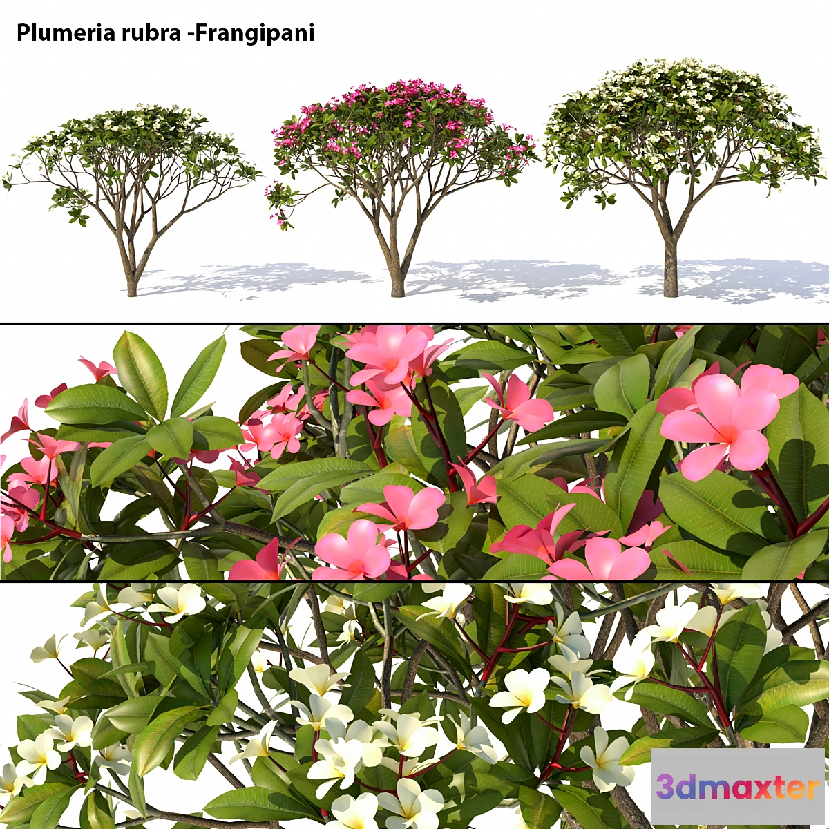 844811 - Plumeria rubra -Frangipani Tree