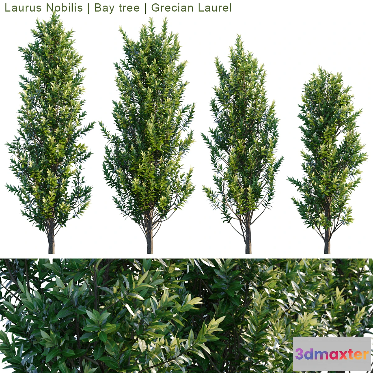 844813 - Laurus Nobilis  Bay tree  Grecian Laurel - No.3